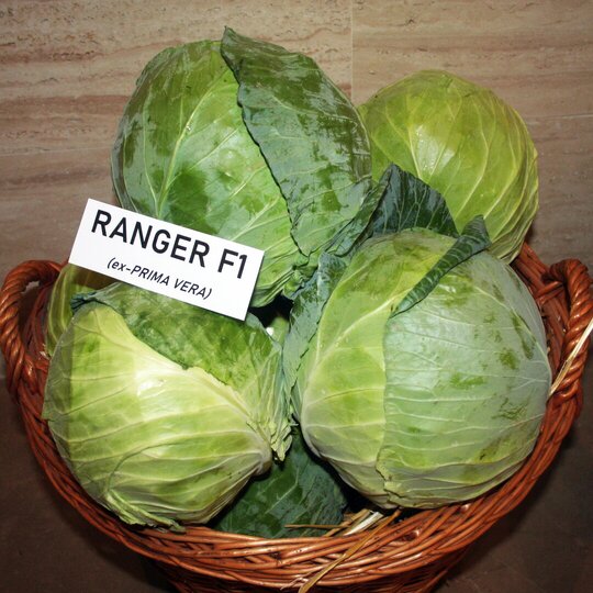 Ranger F1